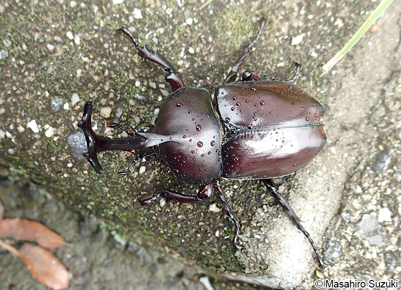 カブトムシ Trypoxylus dichotomus
