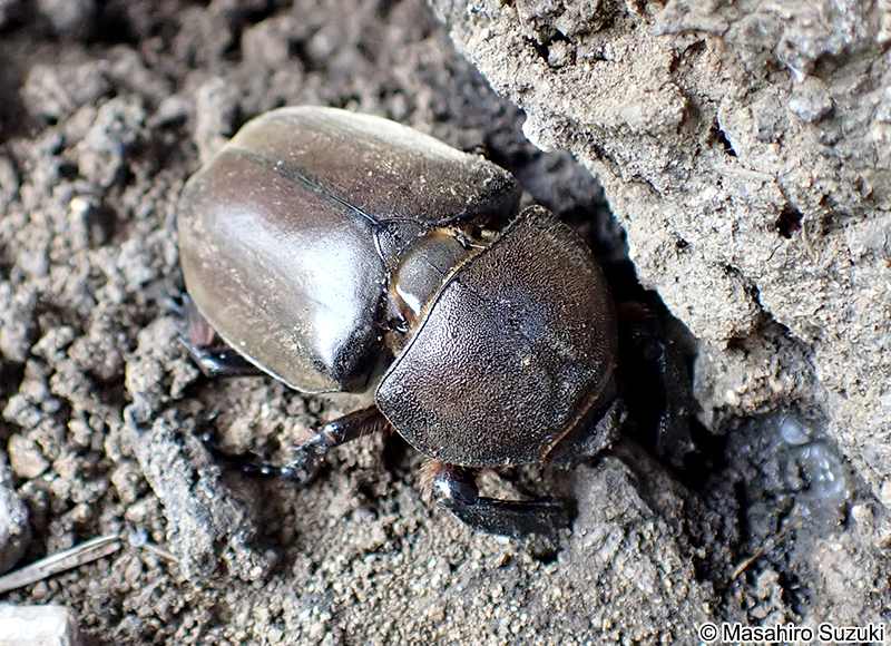カブトムシ Trypoxylus dichotomus