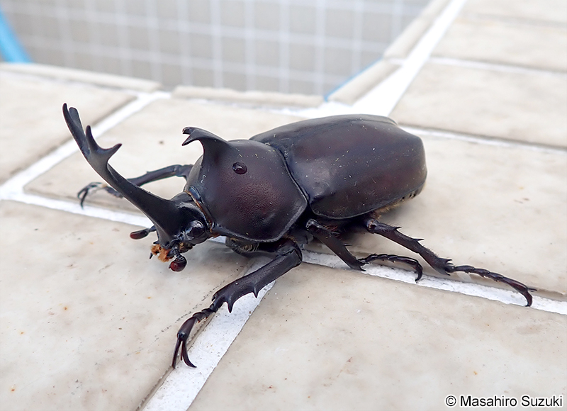 カブトムシ Trypoxylus dichotomus