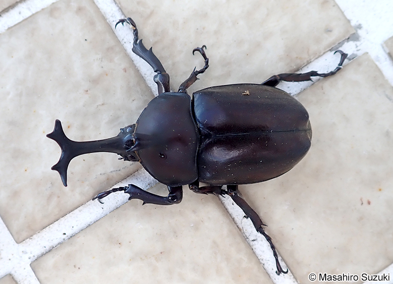 カブトムシ Trypoxylus dichotomus