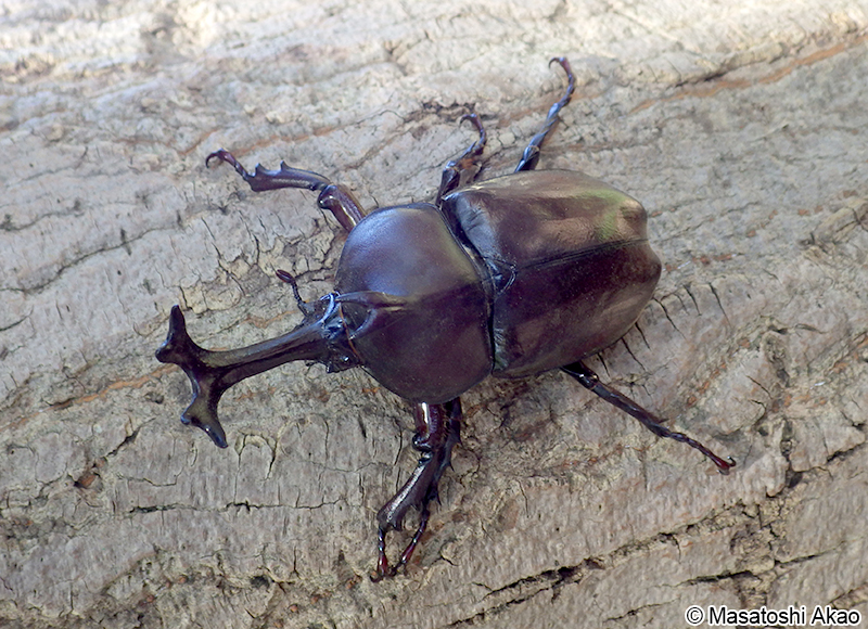 カブトムシ Trypoxylus dichotomus