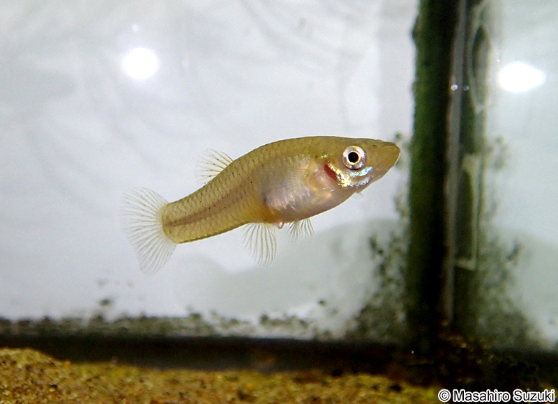 カダヤシ Gambusia affinis