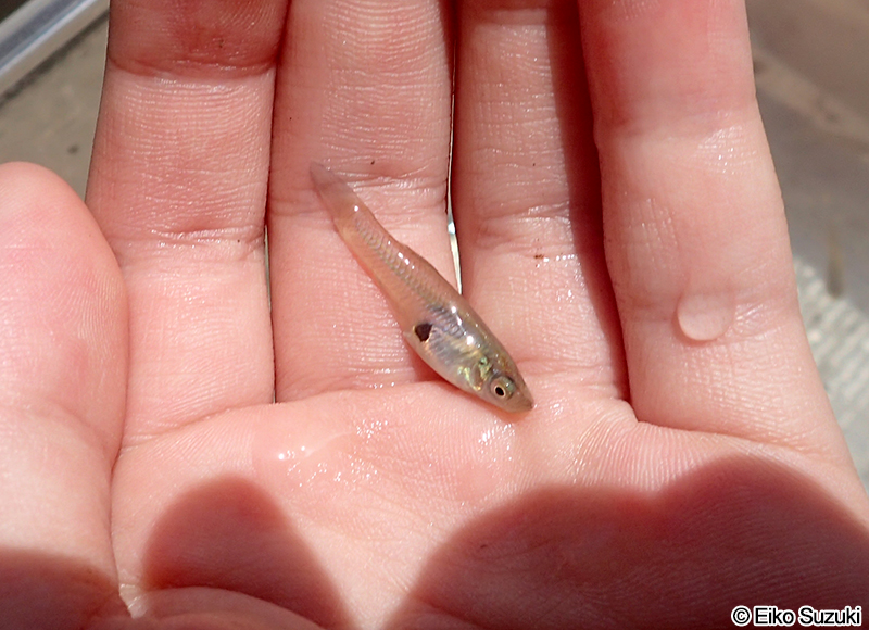 カダヤシ Gambusia affinis