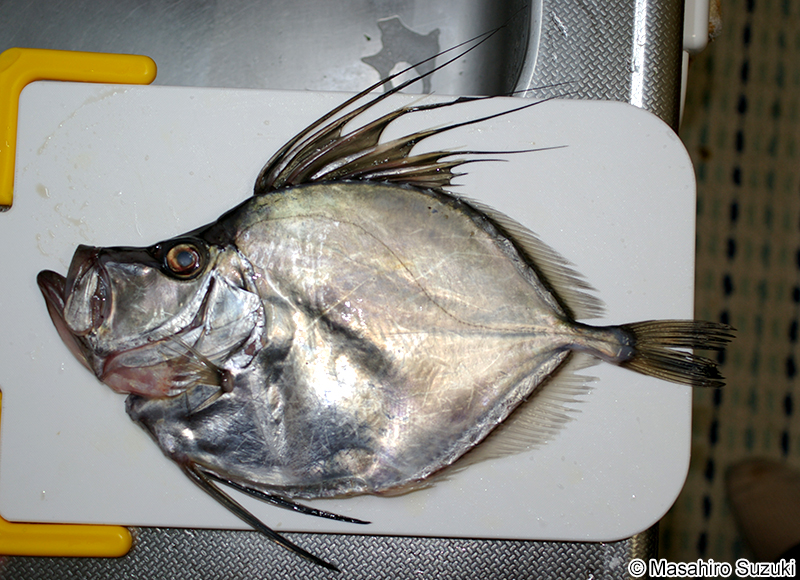 カガミダイ Zenopsis nebulosa