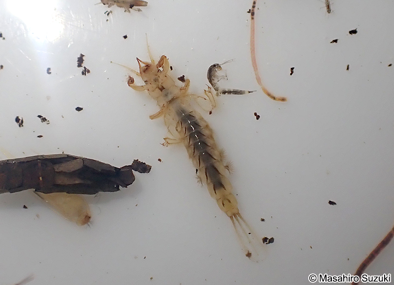 カゲロウの仲間の幼虫