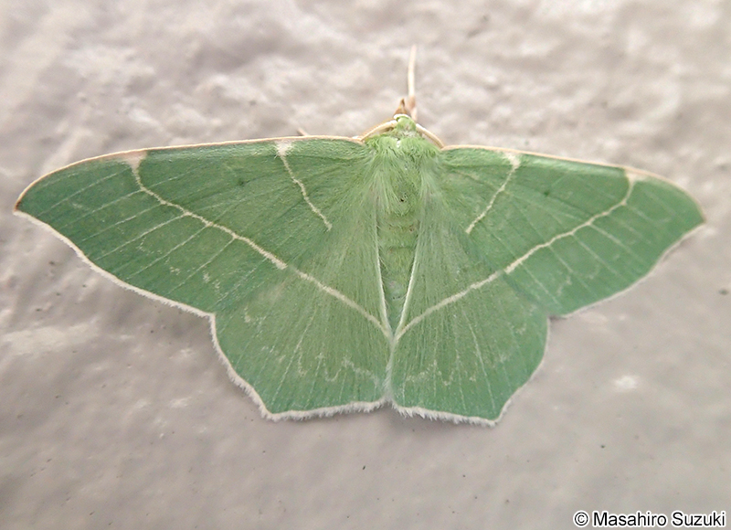 カギシロスジアオシャク Geometra dieckmanni