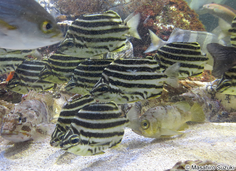 カゴカキダイ Microcanthus strigatus