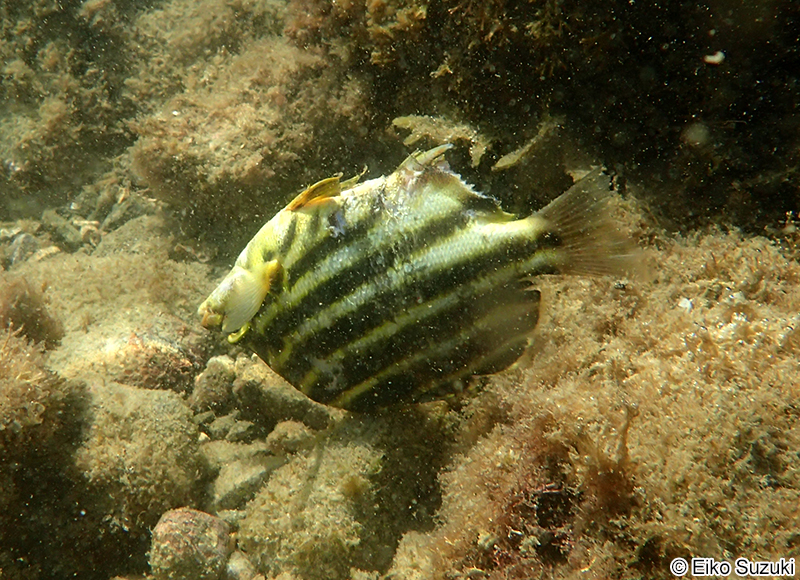 カゴカキダイ Microcanthus strigatus