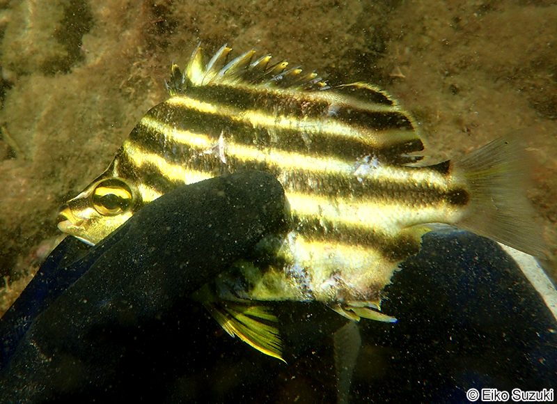 カゴカキダイ Microcanthus strigatus