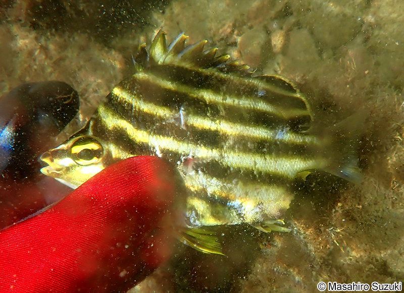 カゴカキダイ Microcanthus strigatus