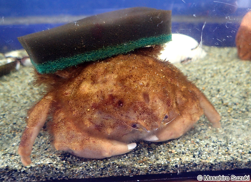 カイカムリ Lauridromia dehaani