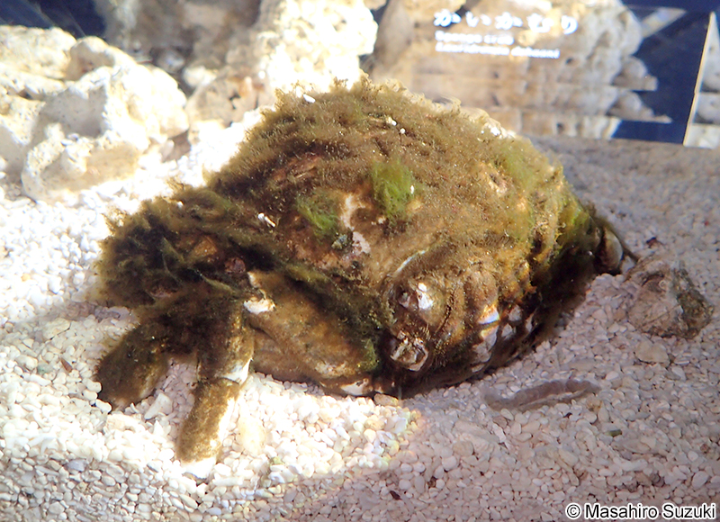 カイカムリ Lauridromia dehaani