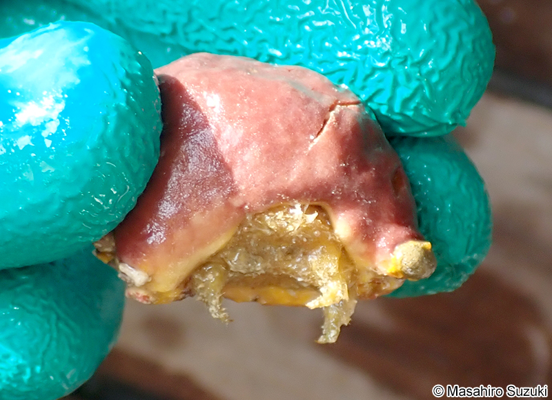 カイカムリ科の一種 Dromiidae sp.