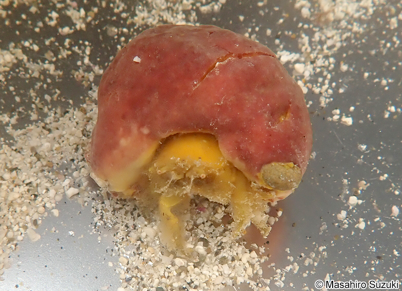 カイカムリ科の一種 Dromiidae sp.