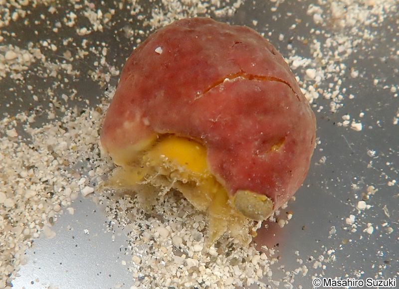 カイカムリ科の一種 Dromiidae sp.