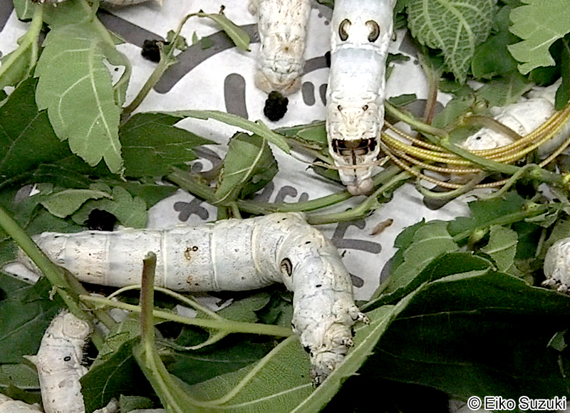 カイコ Bombyx mori