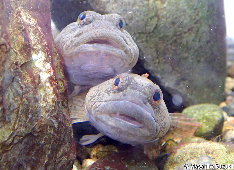 カジカ Cottus pollux