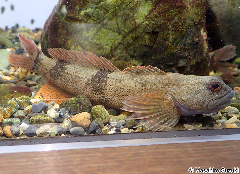 カジカ Cottus pollux