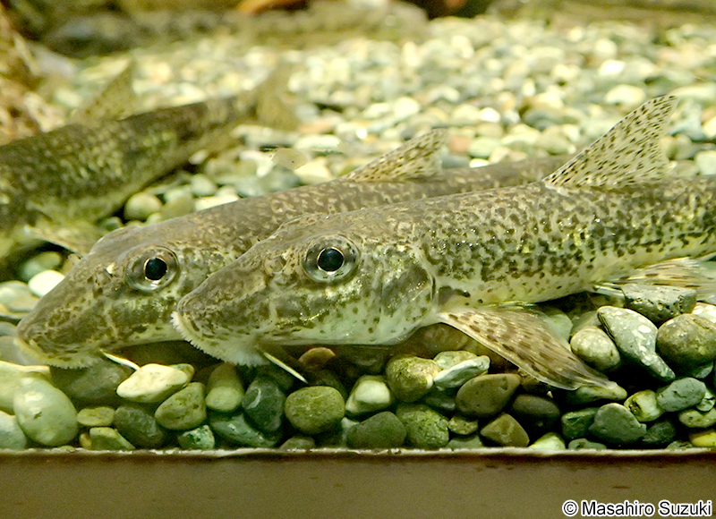 カマツカ Pseudogobio esocinus