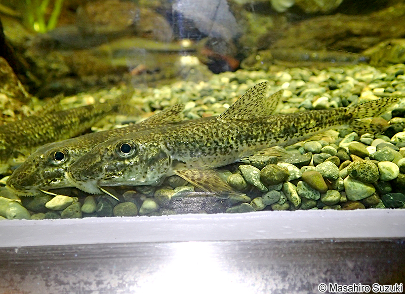 カマツカ Pseudogobio esocinus