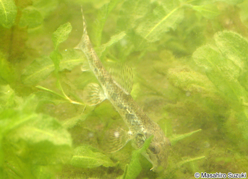 カマツカ Pseudogobio esocinus