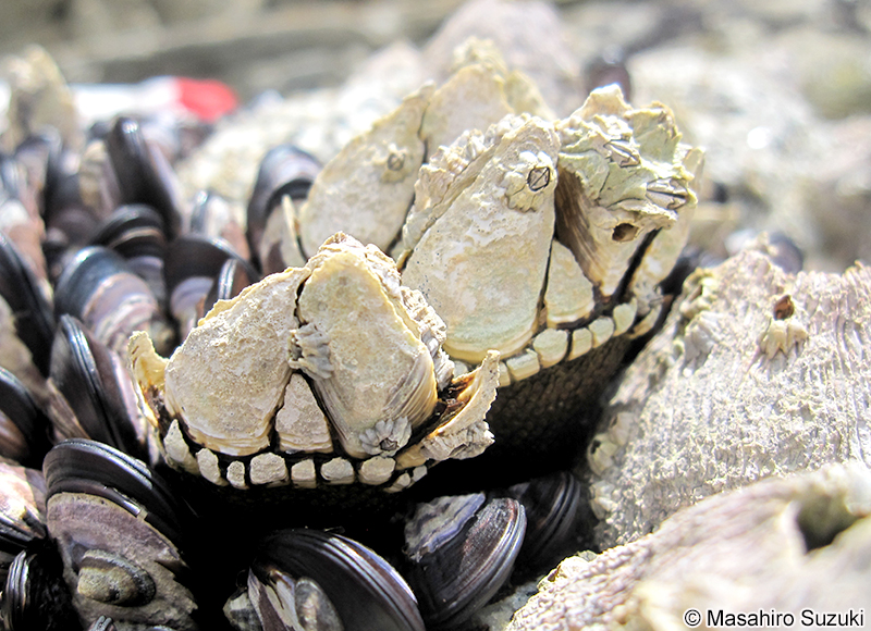 カメノテ Capitulum mitella