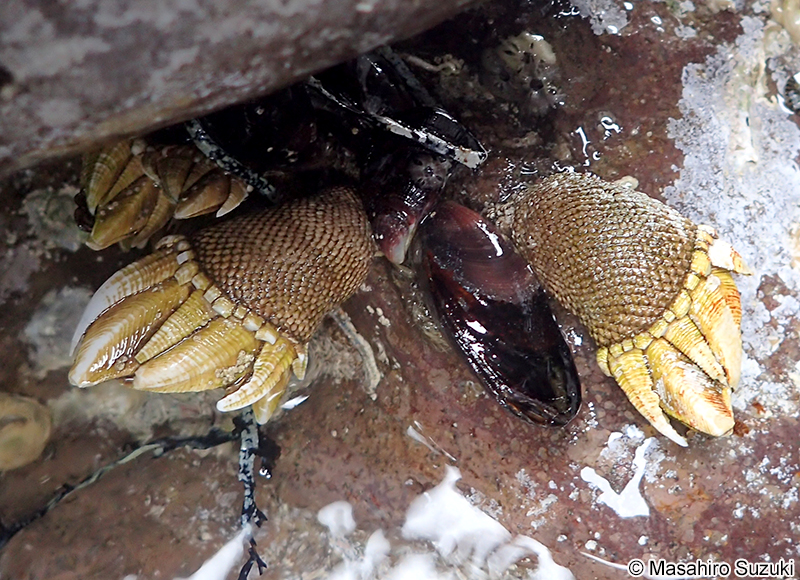 カメノテ Capitulum mitella