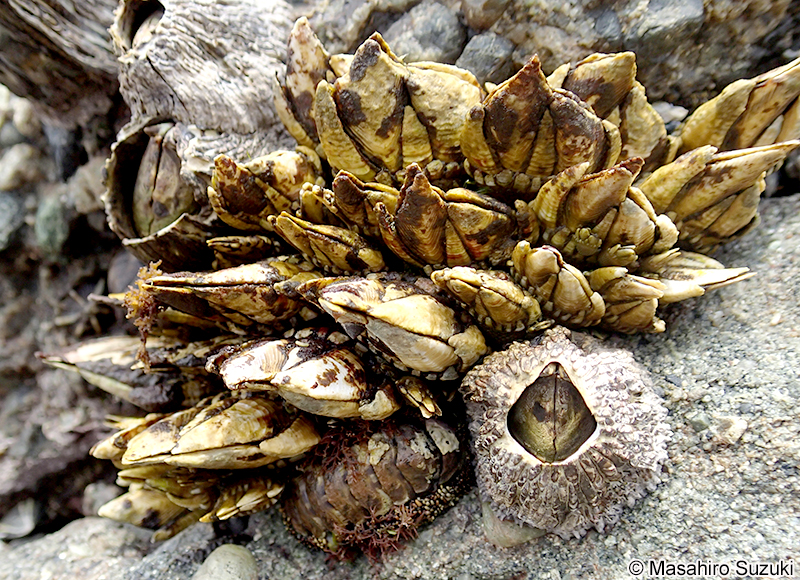 カメノテ Capitulum mitella