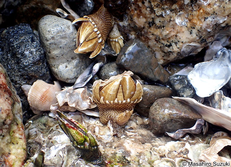 カメノテ Capitulum mitella