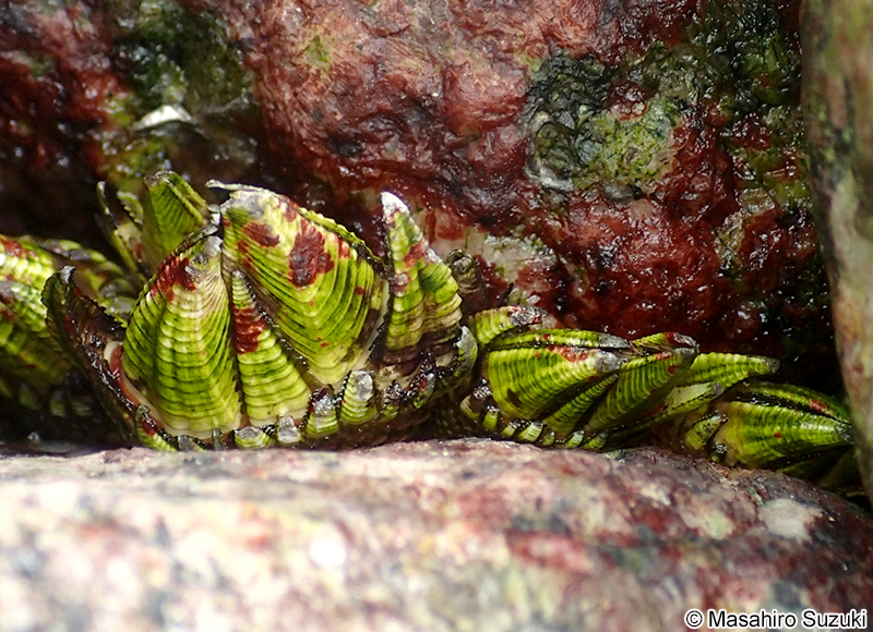 カメノテ Capitulum mitella