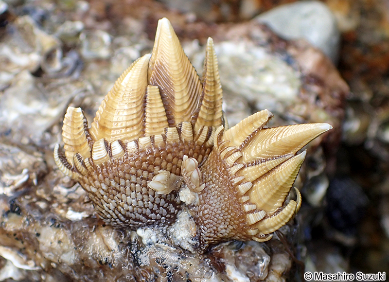 カメノテ Capitulum mitella