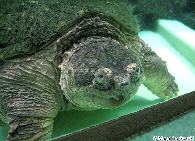 カミツキガメ Chelydra serpentina