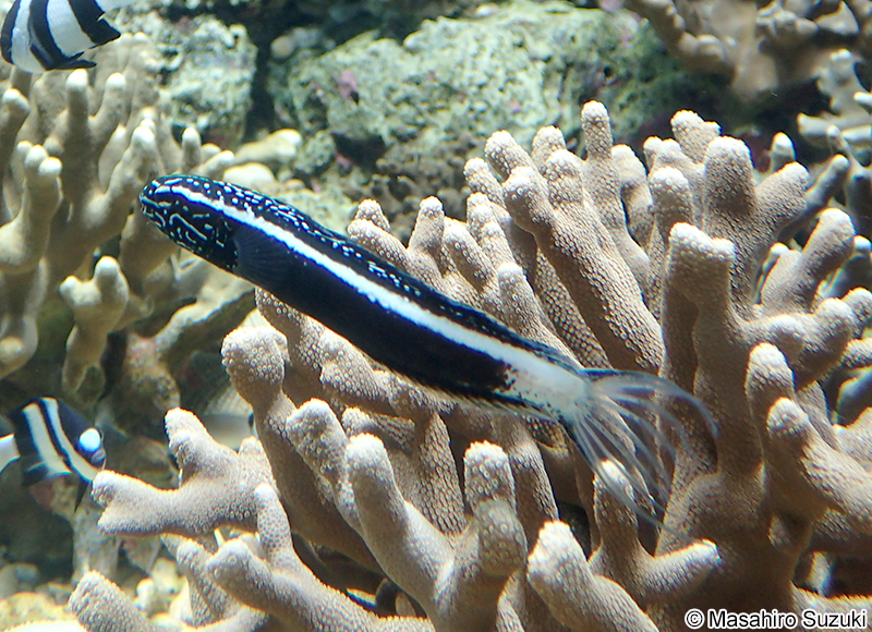 カモハラギンポ Meiacanthus kamoharai