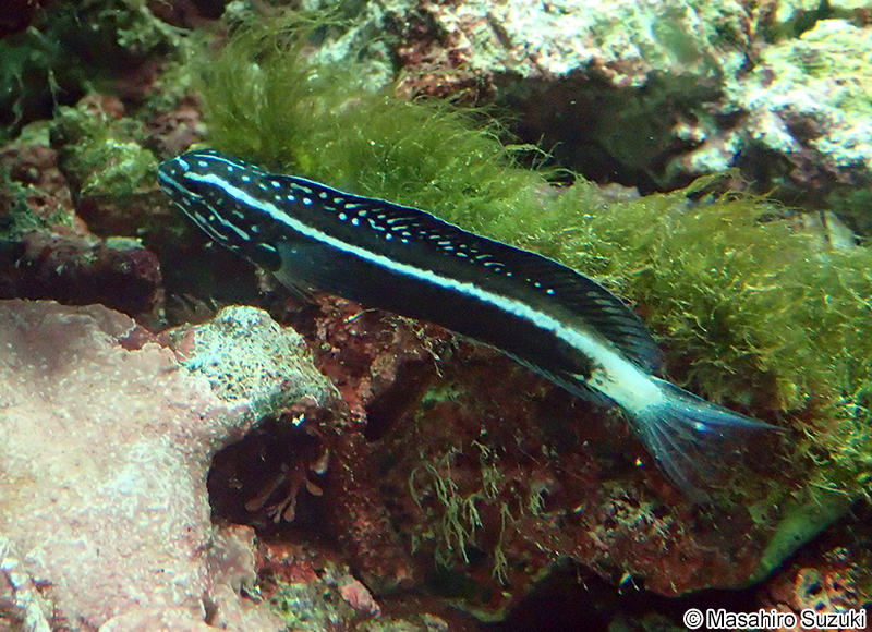 カモハラギンポ Meiacanthus kamoharai