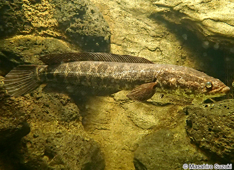 カムルチー Channa argus