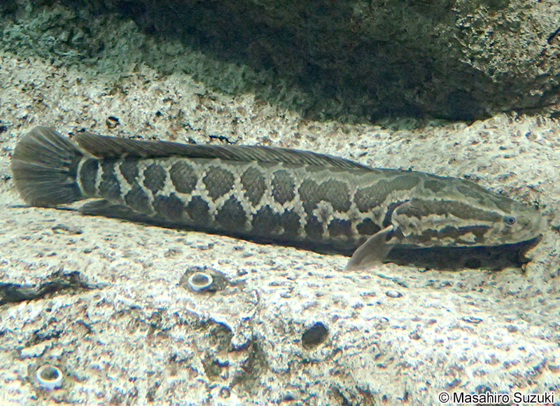 カムルチー Channa argus