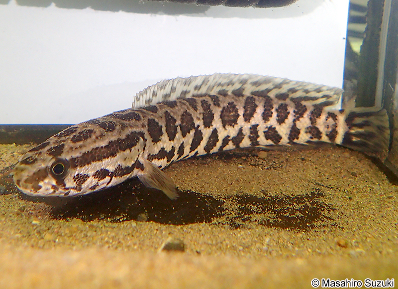 カムルチー Channa argus