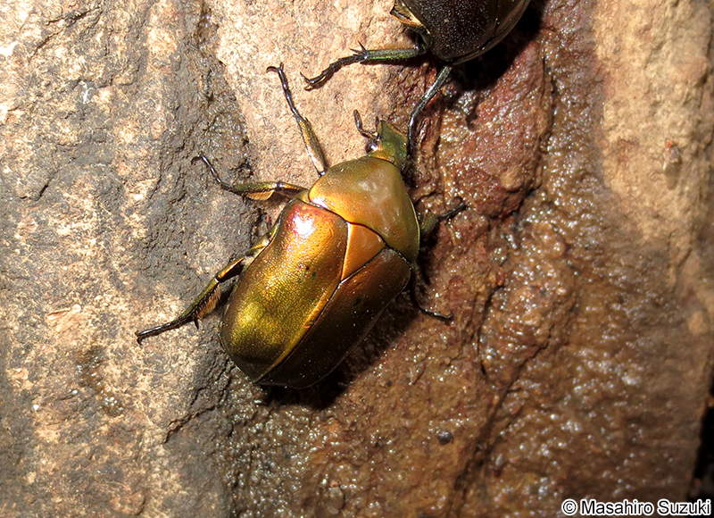 カナブン Pseudotorynorrhina (Rhomborrhina) japonica