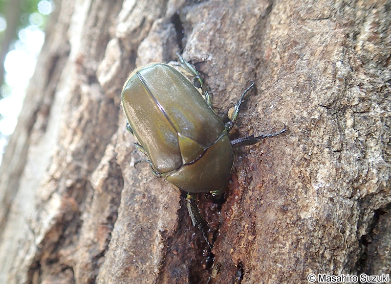 カナブン Pseudotorynorrhina (Rhomborrhina) japonica