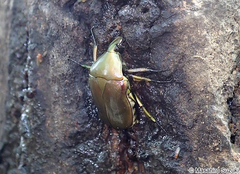 カナブン Pseudotorynorrhina (Rhomborrhina) japonica