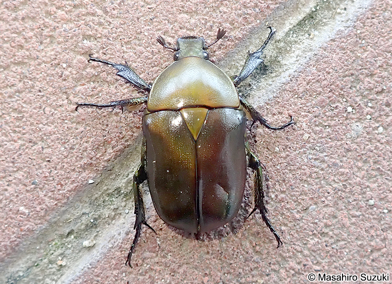 カナブン Pseudotorynorrhina (Rhomborrhina) japonica