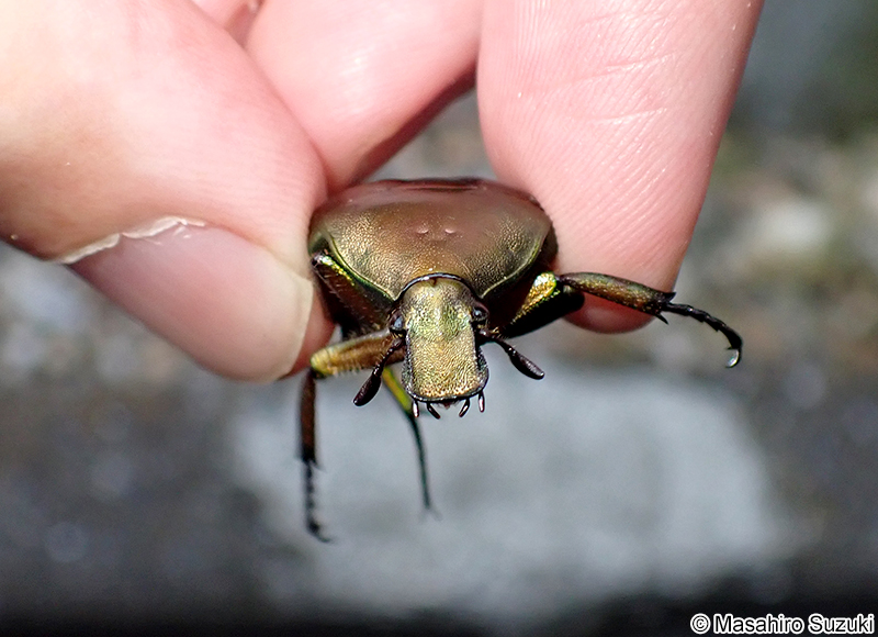 カナブン Pseudotorynorrhina (Rhomborrhina) japonica