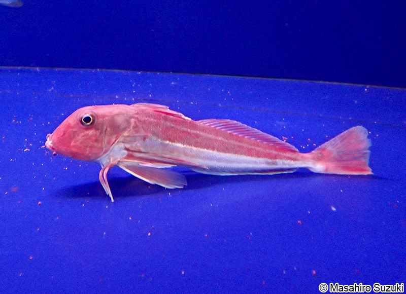 カナガシラ Lepidotrigla microptera