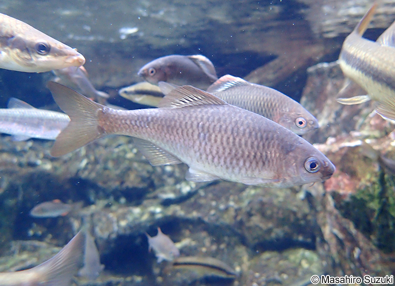 カネヒラ Acheilognathus rhombeus