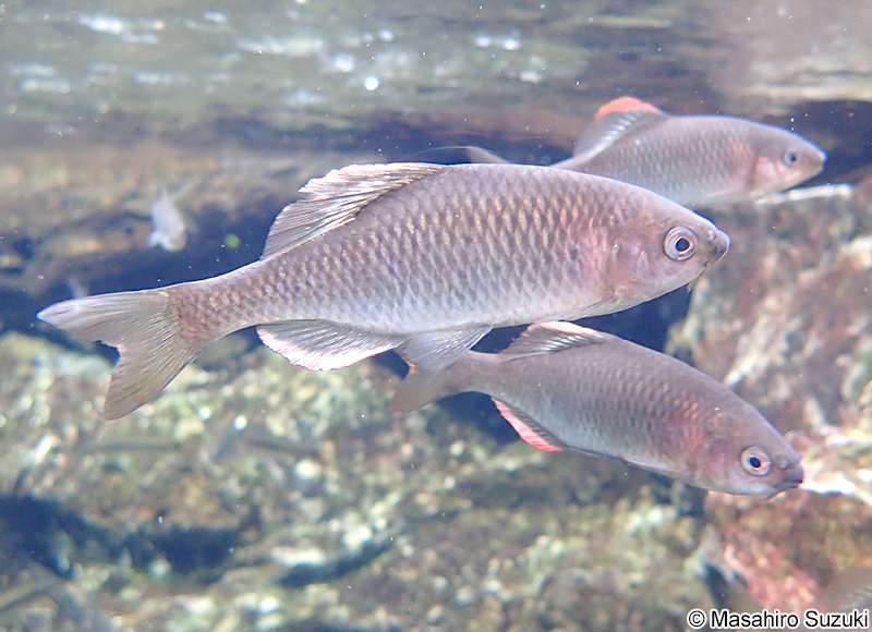 カネヒラ Acheilognathus rhombeus