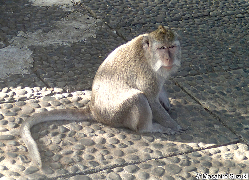 カニクイザル Macaca fascicularis