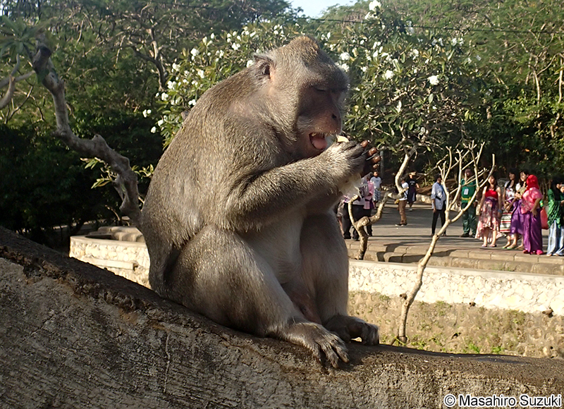 カニクイザル Macaca fascicularis
