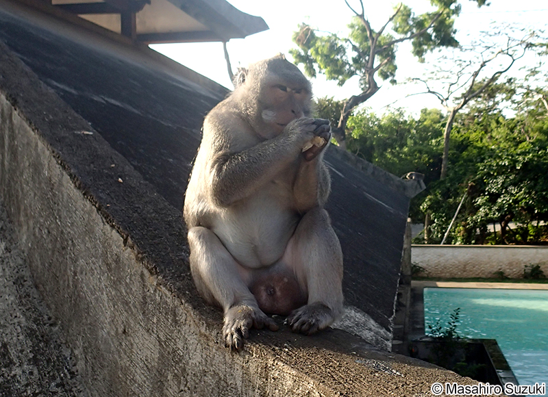 カニクイザル Macaca fascicularis