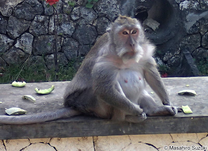 カニクイザル Macaca fascicularis
