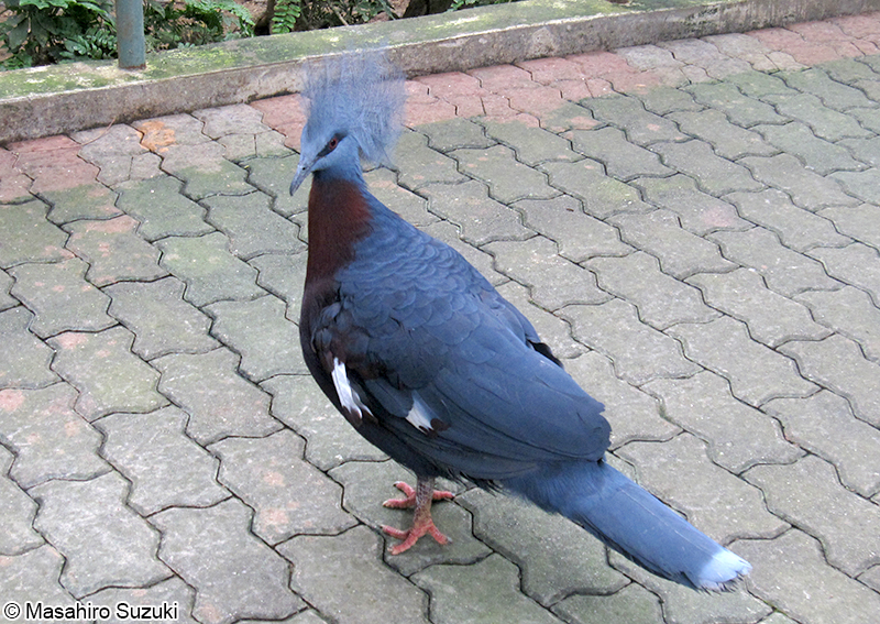 カンムリバト Goura cristata